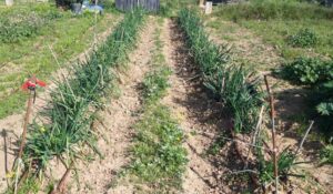 Read more about the article 14 de març COLLITA DE CALÇOTS I ESMORZAR